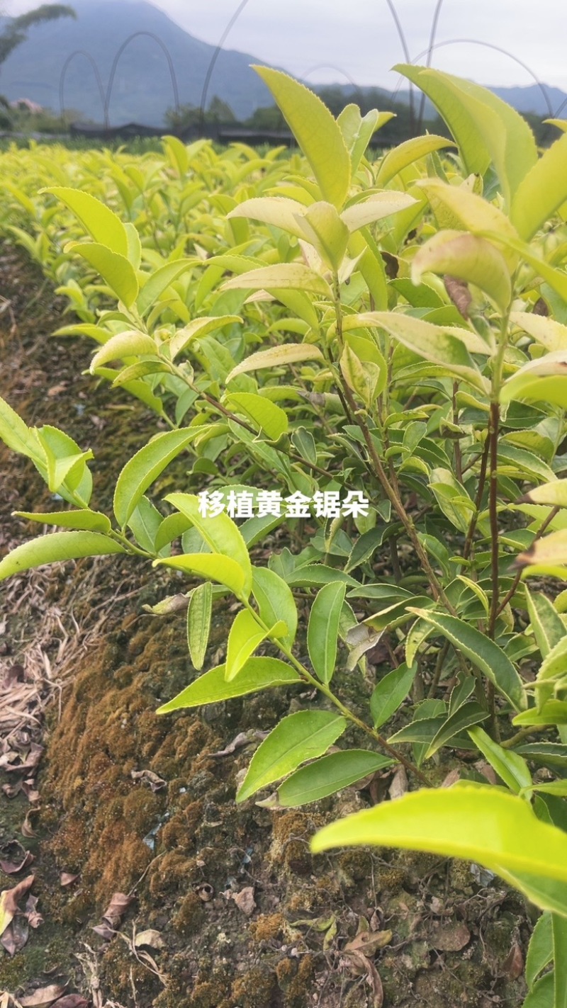 广东省凤凰单枞茶苗（鸭屎香、蜜兰香、黄金锯朵仔）
