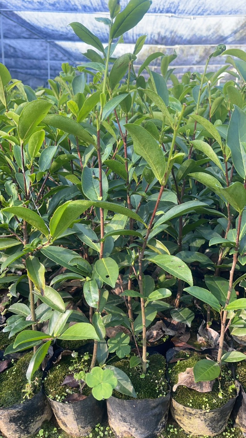 广东省凤凰单枞茶苗（鸭屎香、蜜兰香、黄金锯朵仔）