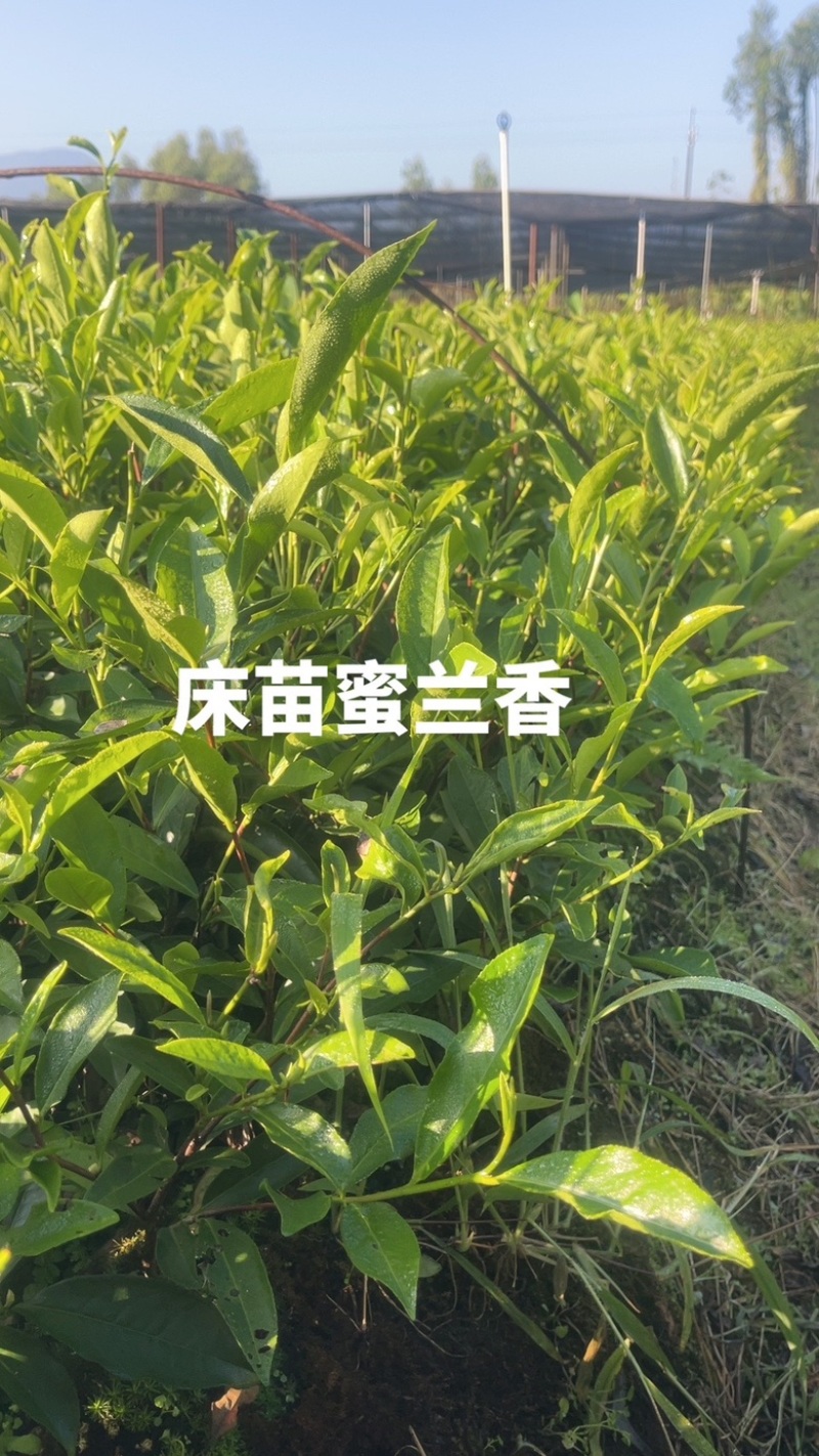 广东省凤凰单枞茶苗（鸭屎香、蜜兰香、黄金锯朵仔）