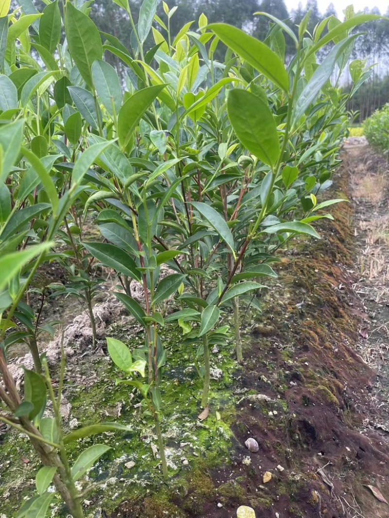 广东省凤凰单枞茶苗（鸭屎香、蜜兰香、黄金锯朵仔）