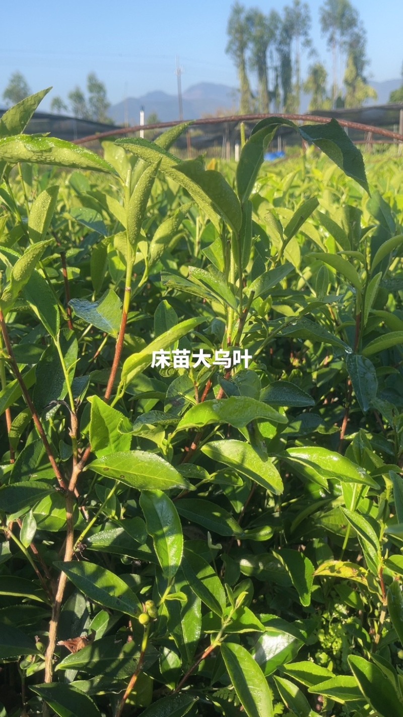 广东省凤凰单枞茶苗（鸭屎香、蜜兰香、黄金锯朵仔）