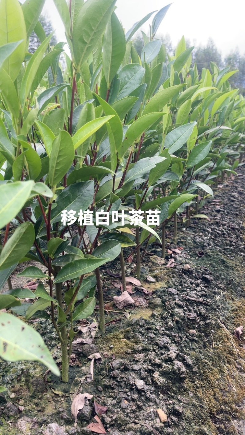 广东省凤凰单枞茶苗（鸭屎香、蜜兰香、黄金锯朵仔）