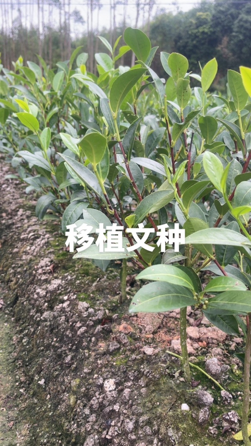 广东省凤凰单枞茶苗（鸭屎香、蜜兰香、黄金锯朵仔）