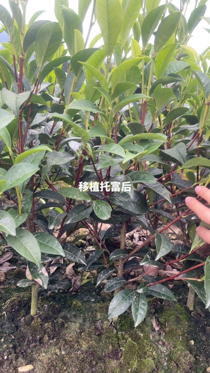 广东省凤凰单枞茶苗（鸭屎香、蜜兰香、黄金锯朵仔）