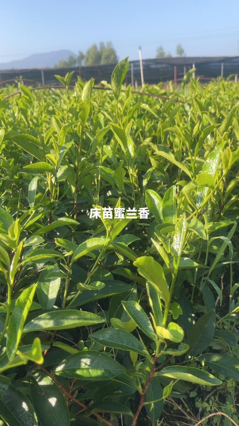 广东省凤凰单枞茶苗（鸭屎香、蜜兰香、黄金锯朵仔）