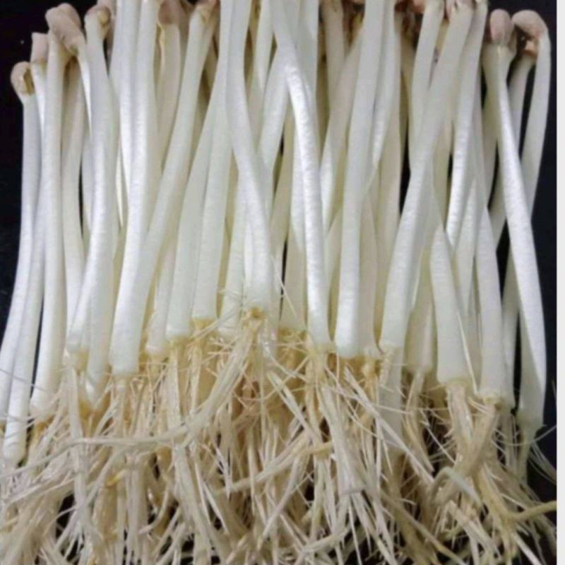 河南精品花生芽大量批发，货源充足稳定，对接大型采购商