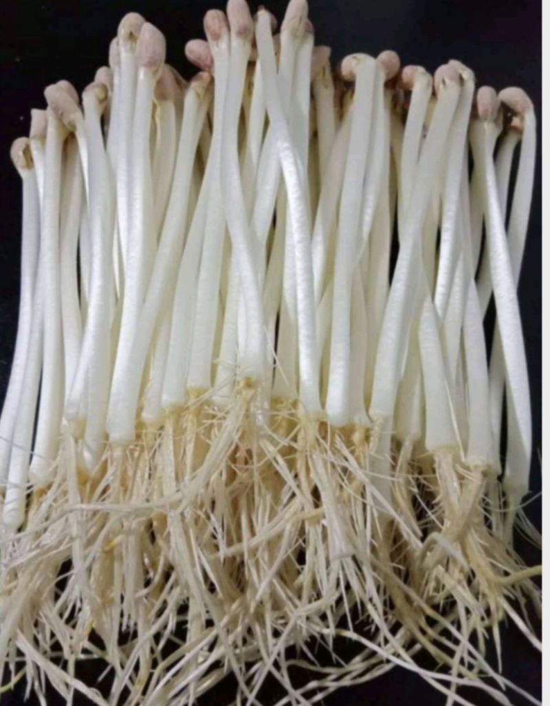 河南精品花生芽大量批发，货源充足稳定，对接大型采购商
