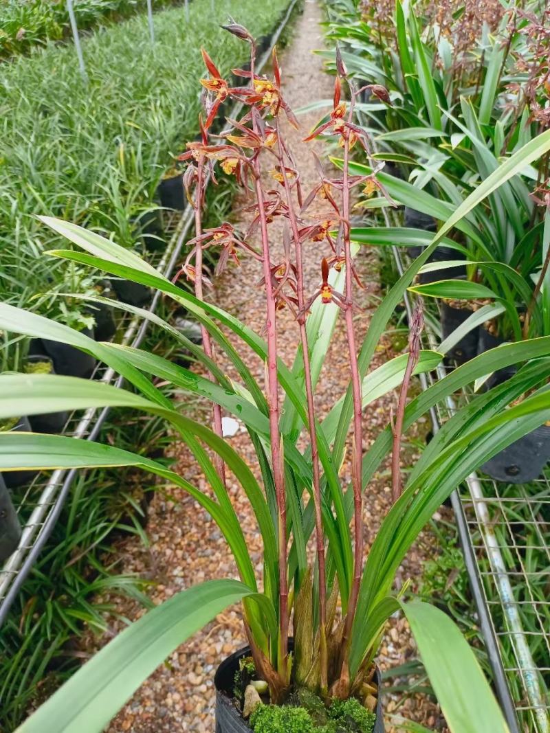 金华山，墨兰浓香型年宵花，量大从优