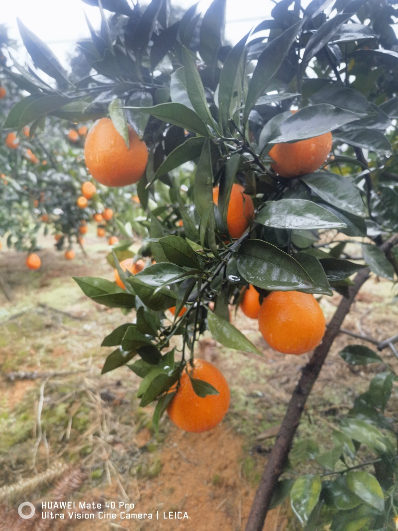 广西脐橙大量上市中