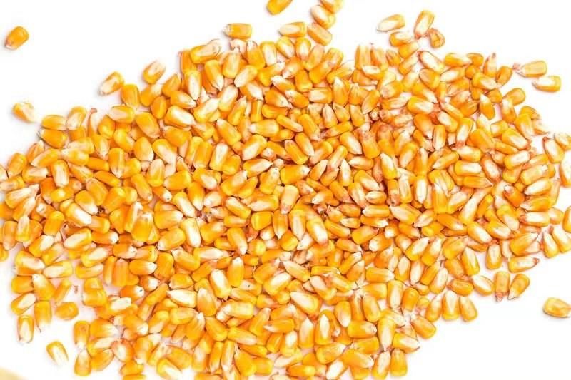 本人长年供应贵州威宁干玉米粒，可以供应饲料厂，鸡场，等等