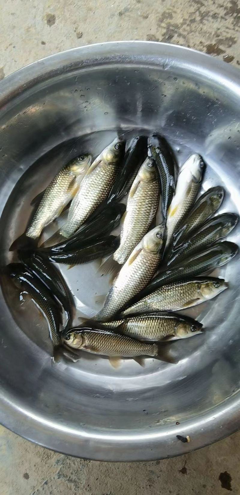 鲲腾水产精品鲤鱼苗生态培育优选苗种全国供应技术支持