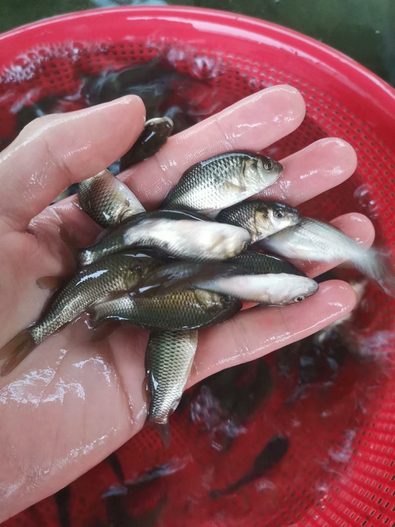 鲲腾水产精品鲤鱼苗生态培育优选苗种全国供应技术支持