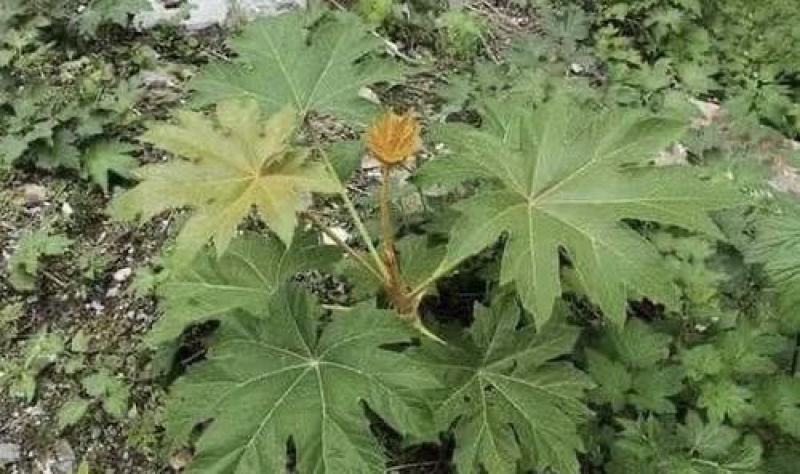 贵州高山野生通草（别名大通花）价格稳定全国各地包邮