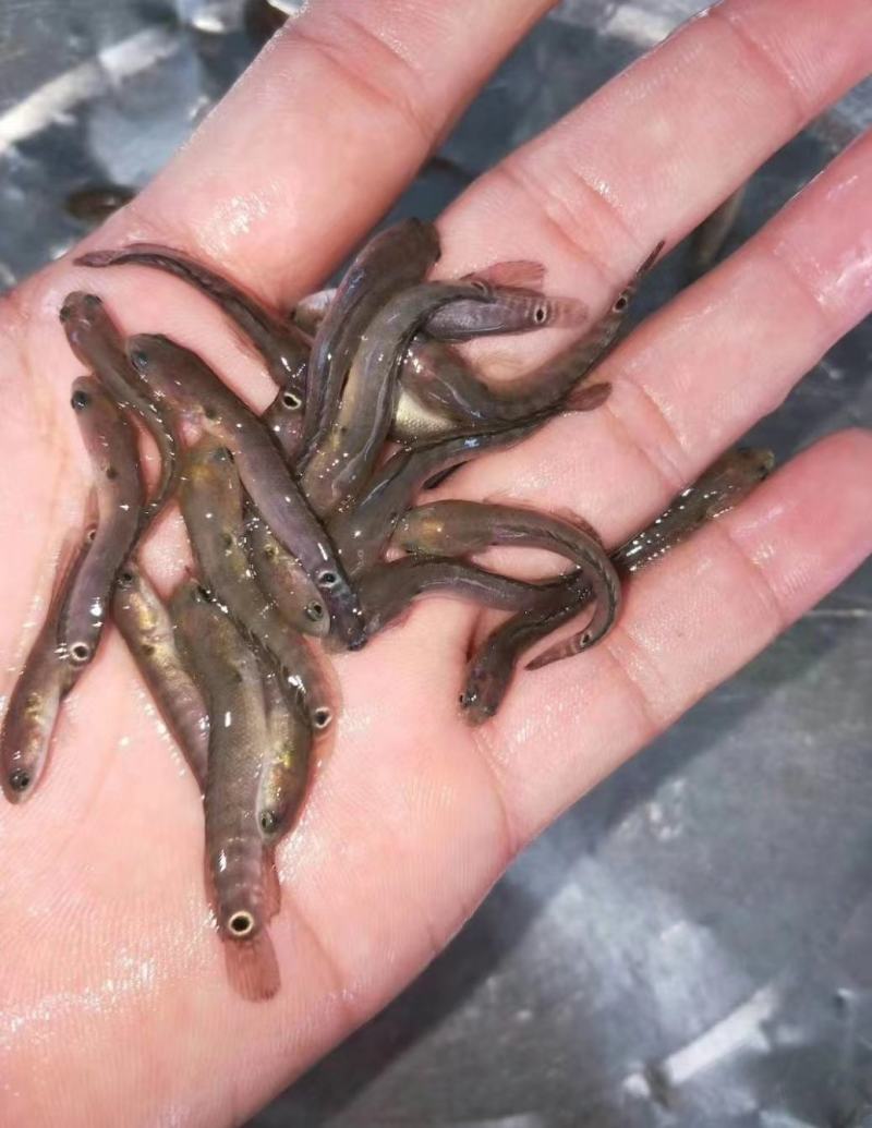 七星鱼苗产地直销直供