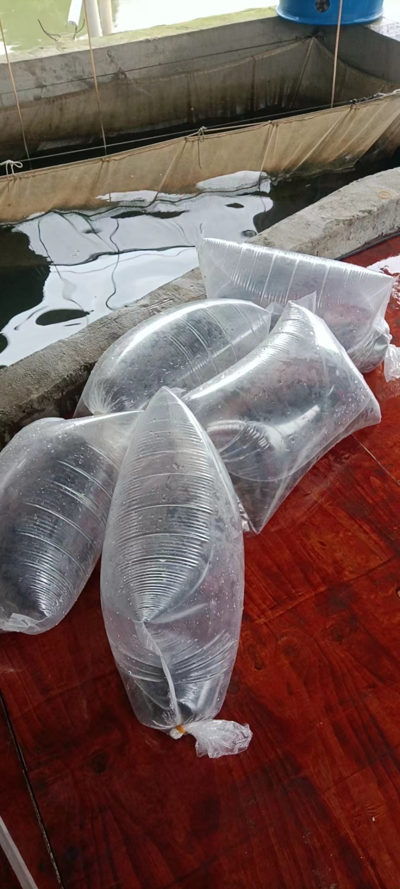 【鲤鱼苗】长江鲤镜鲤鱼苗鱼场直供抗病力强高成活率