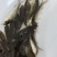 【鲤鱼苗】长江鲤镜鲤鱼苗鱼场直供抗病力强高成活率