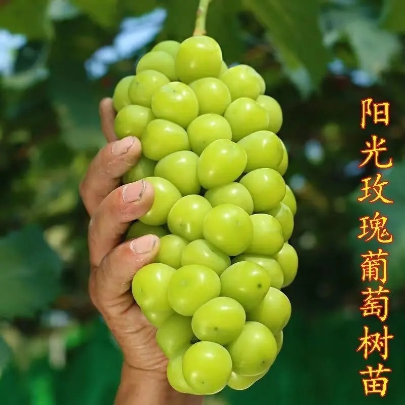 山东【精品阳光玫瑰葡萄苗】种植基地直发根系发达好管理