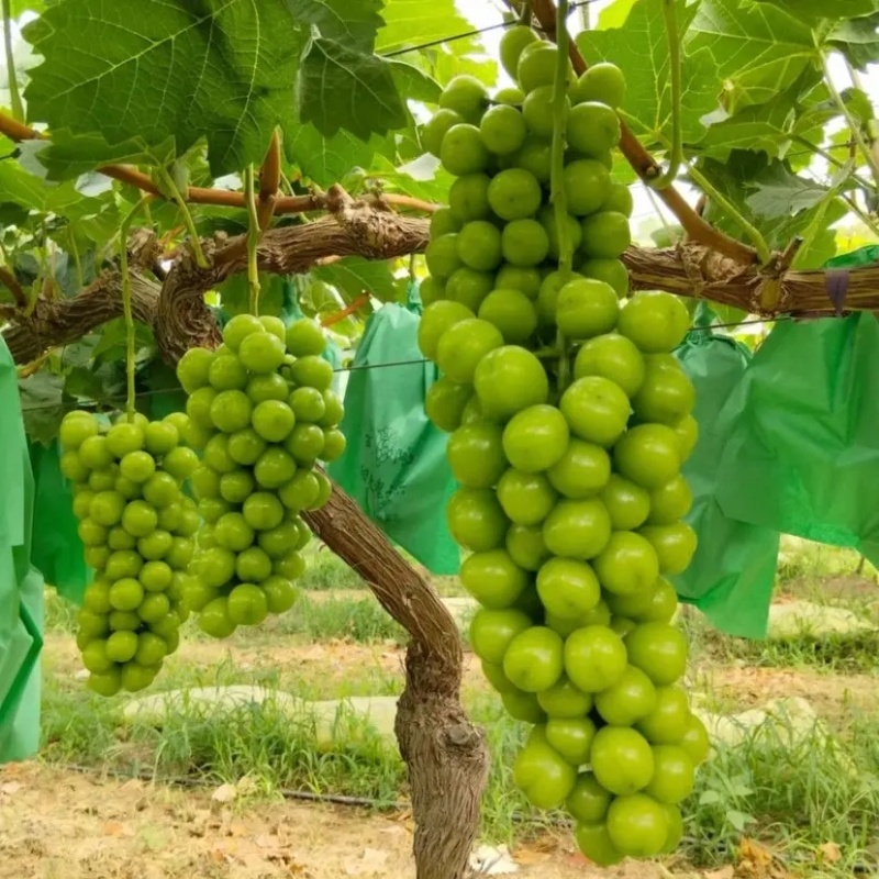 山东【精品阳光玫瑰葡萄苗】种植基地直发根系发达好管理