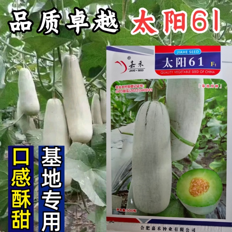 太阳61甜瓜种子甜脆羊角蜜薄皮博洋61羊角酥脆香甜瓜种子