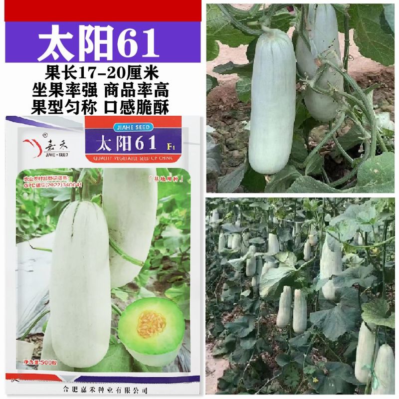 太阳61甜瓜种子甜脆羊角蜜薄皮博洋61羊角酥脆香甜瓜种子