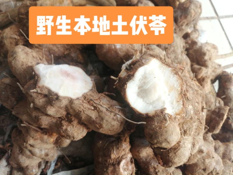 【精选】土伏苓（本地土）/野生货，新鲜无硫，粉质白肉清甜