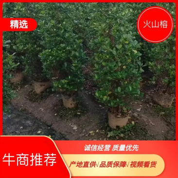 【推荐】广东肇庆火山榕，自家基地种植欢迎进店选购电联