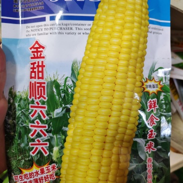 荠荠菜种子荠菜种子荠荠菜种子面条菜种子
