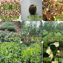 茶叶种子绿茶种子