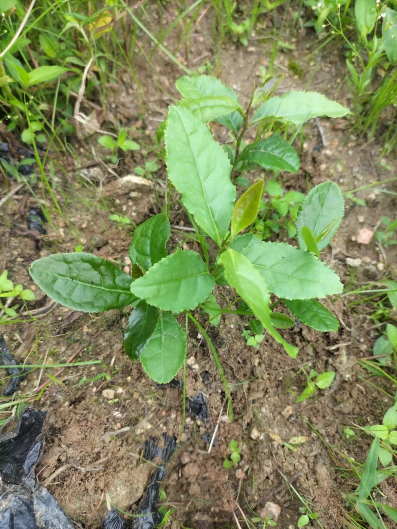 茶叶种子绿茶种子