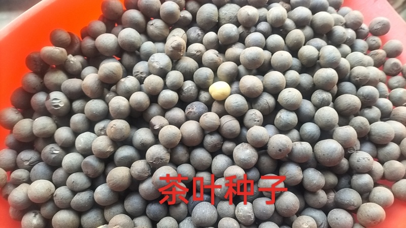 茶叶种子绿茶种子