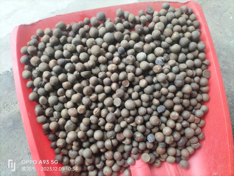 茶叶种子绿茶种子