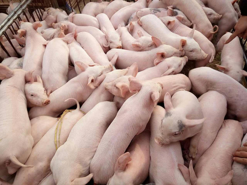 三元仔猪山东猪场直供支持检测包成活猪到付款随意挑选