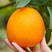 湖北宜昌精品纽荷尔脐橙大量上市，产地一手货源，新鲜保质