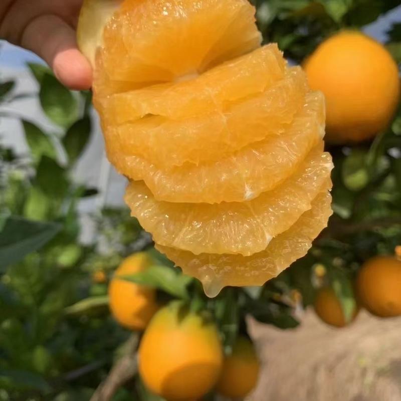 湖北宜昌精品纽荷尔脐橙大量上市，产地一手货源，新鲜保质