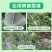 糖醇锌，锌肥抗病毒，预防小叶病白苗病黄化促生长小叶