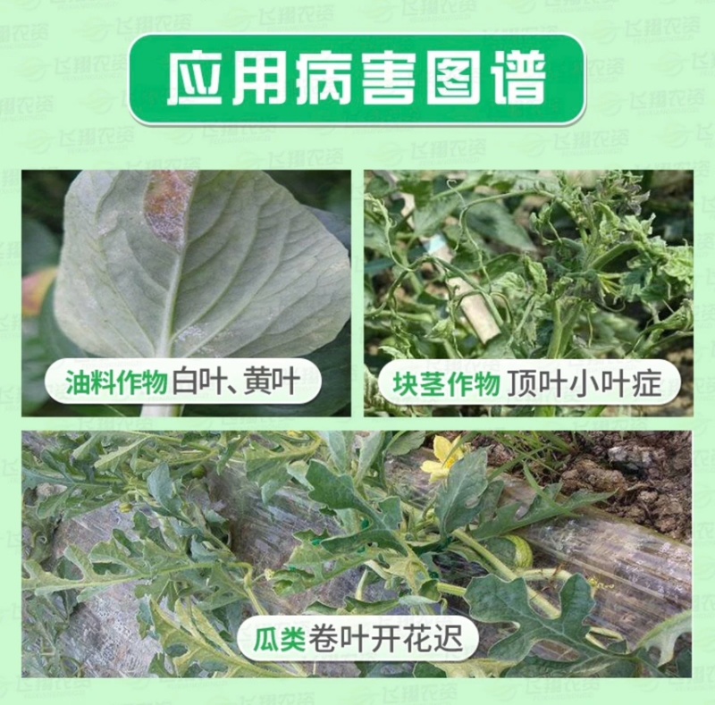 糖醇锌，锌肥抗病毒，预防小叶病白苗病黄化促生长小叶