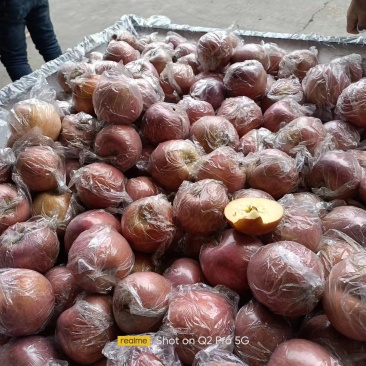 红富士冰糖心苹果水果膜袋对接超市，社区团购欢迎来电资询