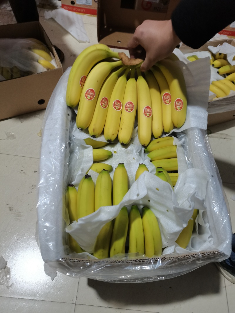 菲律宾进口二级香蕉