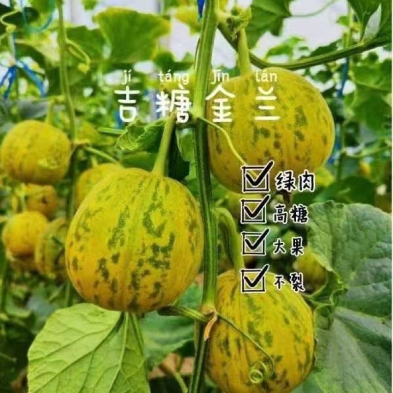 吉糖金兰甜瓜种子高糖新品种特甜大果八里香甜瓜种籽花皮绿肉