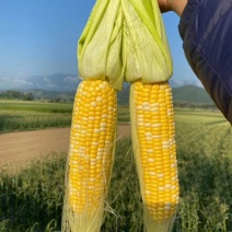 【精品】广东甜脆玉米双色玉米品种齐全有需可致电视频看货