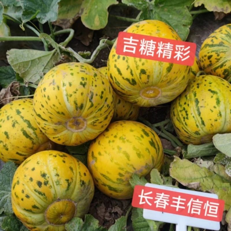 正宗吉糖精彩甜瓜种子特甜花皮绿肉甜瓜组合耐热香瓜种子耐裂