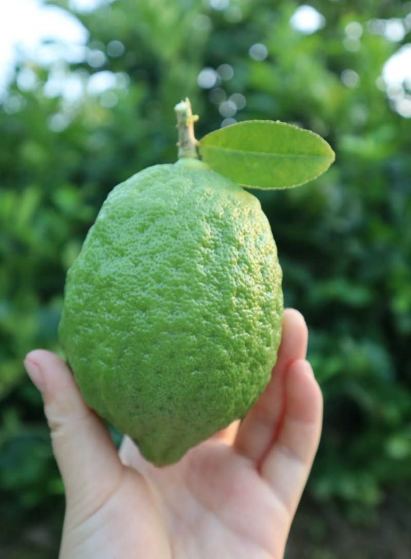 【精品】香水柠檬，广西梧州产地直供质量保证，茶饮专用