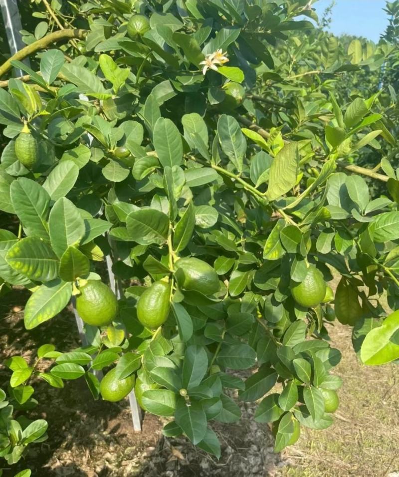 【精品】香水柠檬，广西梧州产地直供质量保证，茶饮专用