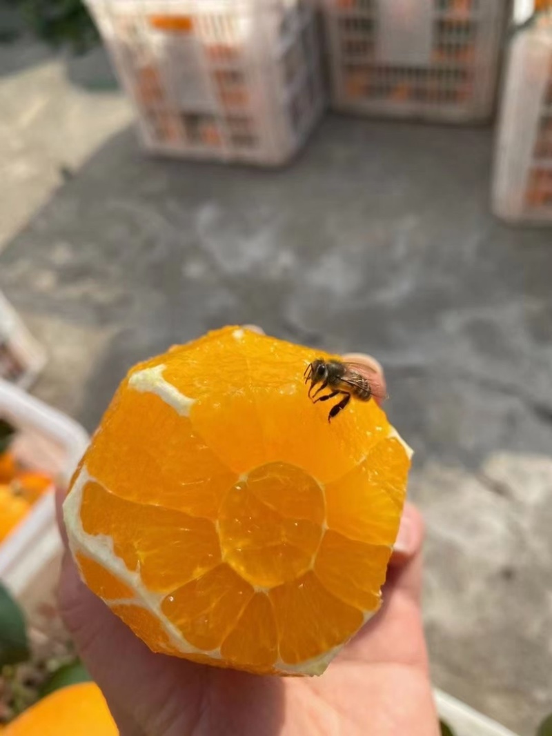自家种植大户，帮退役老爸销售奉节脐橙，诚心诚意交朋友