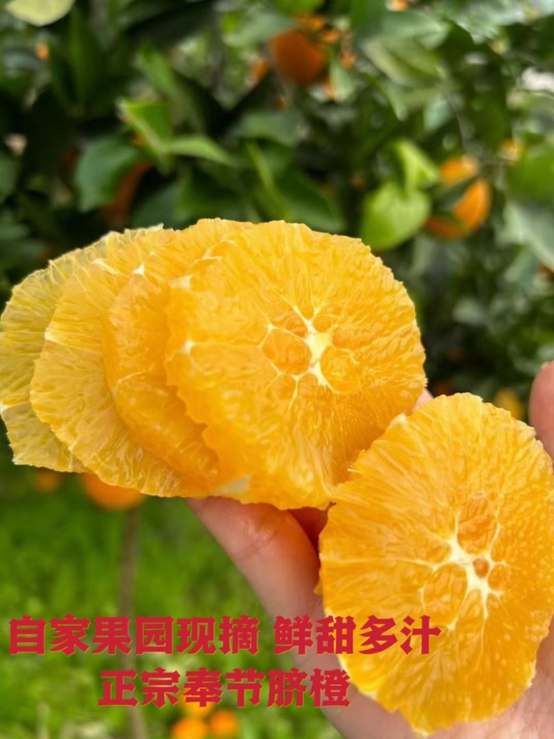 自家种植大户，帮退役老爸销售奉节脐橙，诚心诚意交朋友
