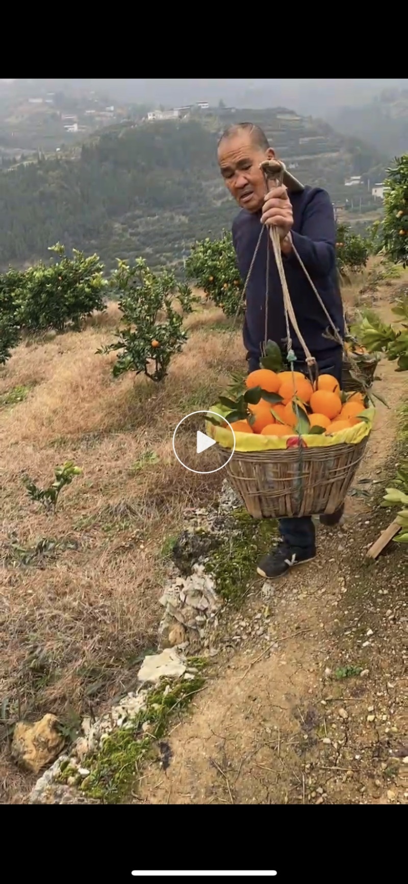 自家种植大户，帮退役老爸销售奉节脐橙，诚心诚意交朋友