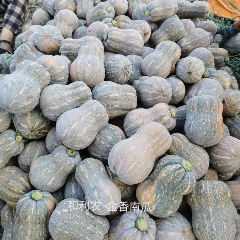 和利农金香南瓜种子矮生搭架两用型小南瓜种籽春秋两季香香南