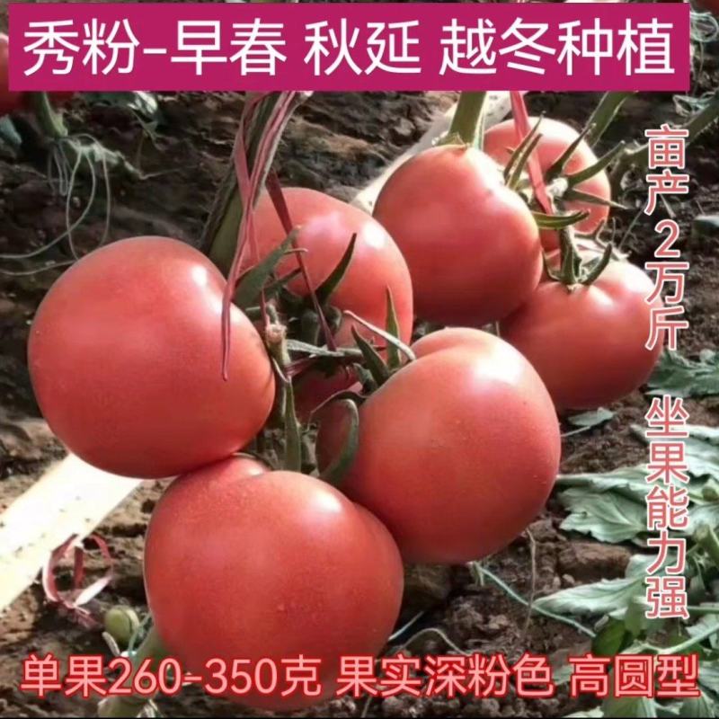 大果秀粉君乐88冬悦西红柿苗（秋延，越冬，早春)