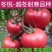 大果秀粉君乐88冬悦西红柿苗（秋延，越冬，早春)