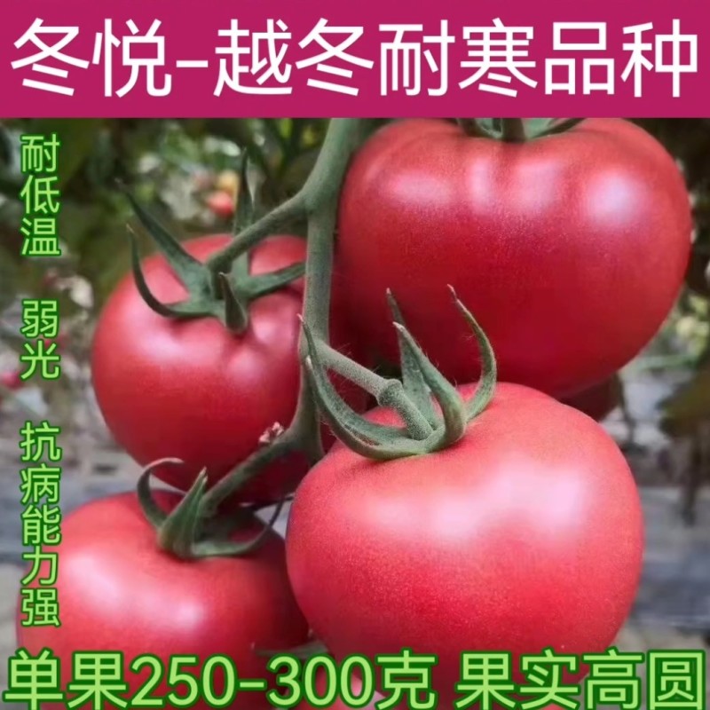 大果秀粉君乐88冬悦西红柿苗（秋延，越冬，早春)